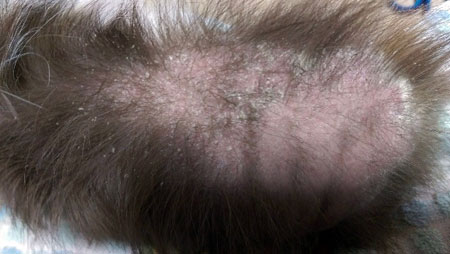 プラセンタによる皮膚疾患改善例