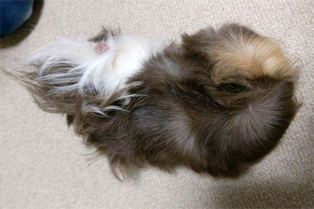 プラセンタによる皮膚疾患改善例