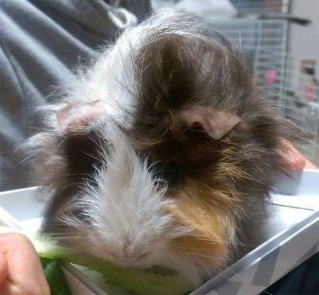 プラセンタによる皮膚疾患改善例