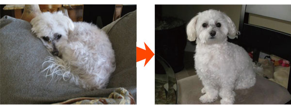 プラセンタによる毛並み改善例